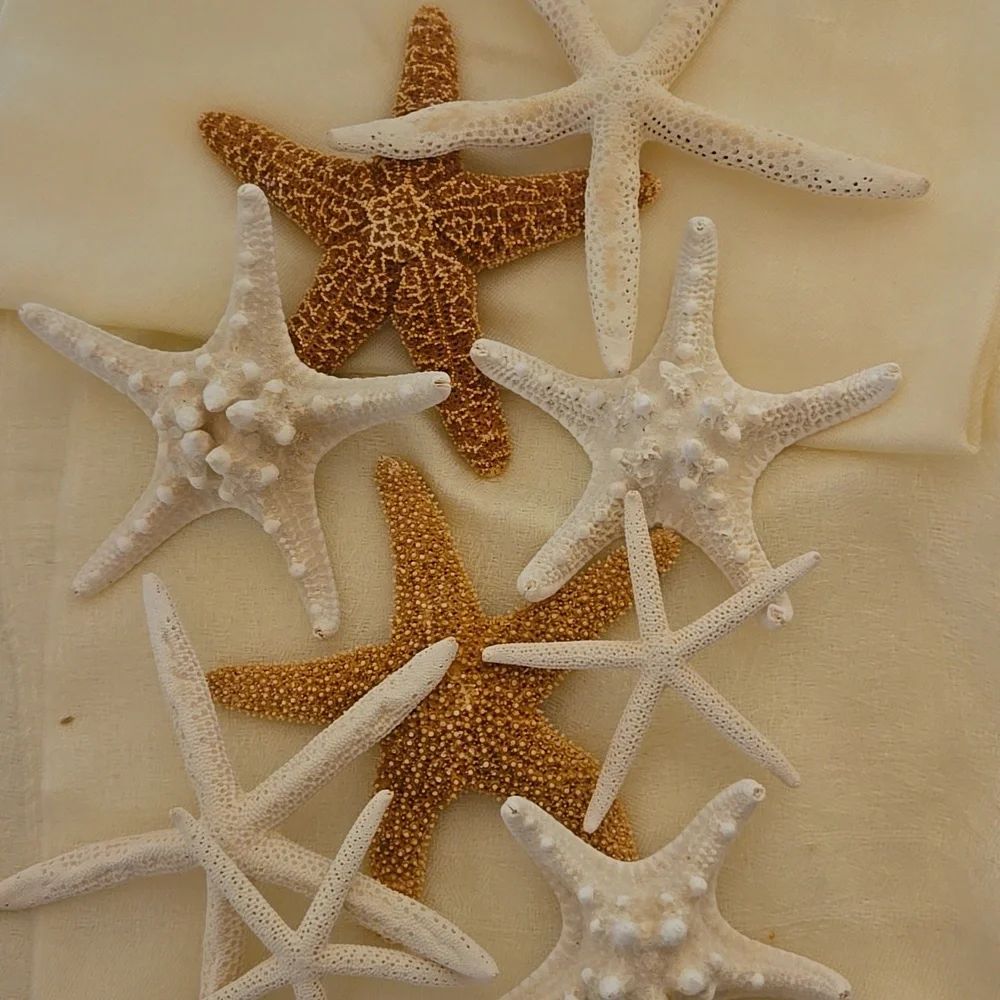 9 Assorted Starfish - Picture 2 of 8